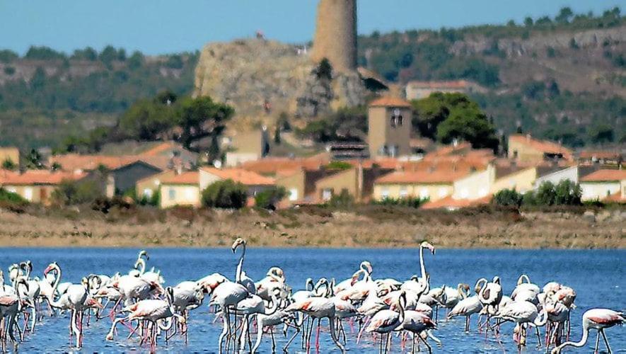 La Mouette Qui Miaule Apartamento Gruissan Exterior foto
